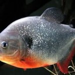 Oalaaagh,… ikan-ikan podo kelengeeer … diembaaat ikan bawal …!!!