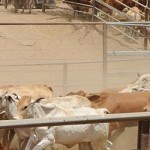 Australia pun meradaaang,… quota sapi import anjloook drastis… jangan main-main dengan market Indonesia …???