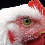 Malaysia larang ekspor ayam,… Singapore meradang, Indonesia jadi dewa penyelamat …???